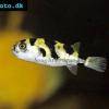 Papagei-Süsswasserkugelfisch - Colomesus asellus