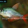 Rot-Blauer Kolumbianer - Hyphessobrycon columbianus
